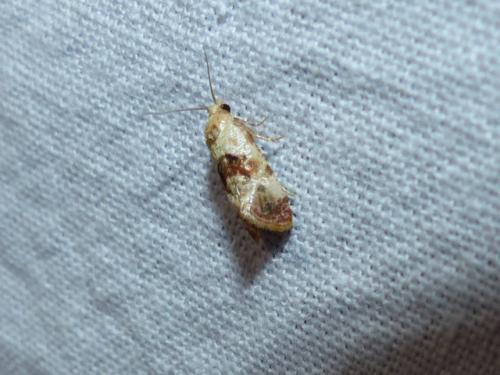 Réf. 295 445 : Cochylis millierana
